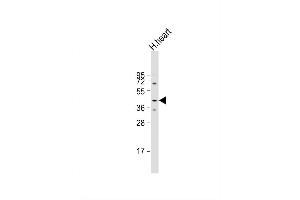 Image no. 3 for anti-Muscle-Related Coiled-Coil Protein (MURC) (AA 87-116), (N-Term) antibody (ABIN651833)
