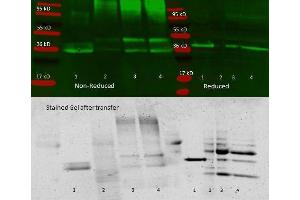 Image no. 3 for anti-Aldolase (ALD) antibody (HRP) (ABIN5596685)