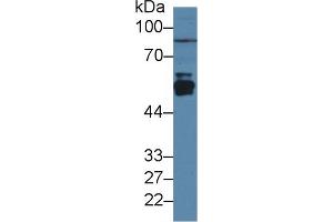 Image no. 2 for anti-Cytochrome P450, Family 2, Subfamily E, Polypeptide 1 (CYP2E1) (AA 126-309) antibody (ABIN1174041)