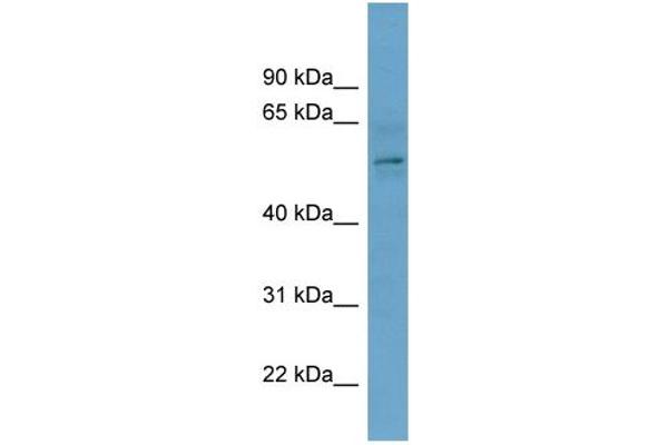 anti-Chromobox Homolog 2 (CBX2) (Middle Region) antibody