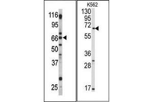 Image no. 2 for anti-G Protein-Coupled Receptor 37 (Endothelin Receptor Type B-Like) (GPR37) (C-Term) antibody (ABIN359006)