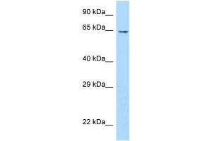 Image no. 1 for anti-U-Box Domain Containing 5 (UBOX5) (Middle Region) antibody (ABIN2774724)