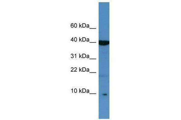 anti-serine Peptidase Inhibitor, Kazal Type 6 (SPINK6) (Middle Region) antibody