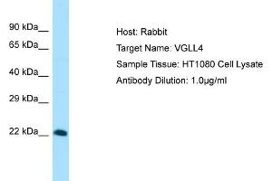 Image no. 1 for anti-Vestigial Like 4 (VGLL4) (Middle Region) antibody (ABIN2774465)