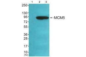 MCM5 antibody