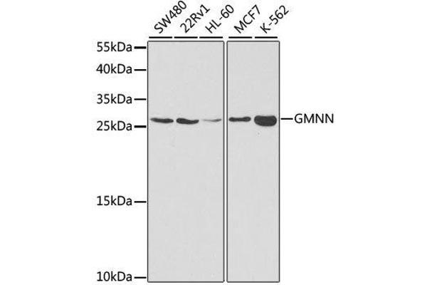 Geminin Antikörper  (AA 1-209)