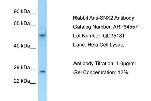 Image no. 1 for anti-Sorting Nexin 2 (SNX2) (C-Term) antibody (ABIN2789876)