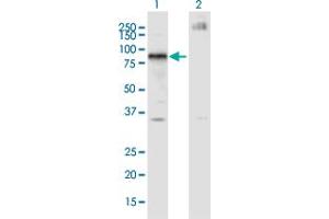Image no. 1 for anti-IKAROS Family Zinc Finger 4 (Eos) (IKZF4) (AA 2-108) antibody (ABIN528618)