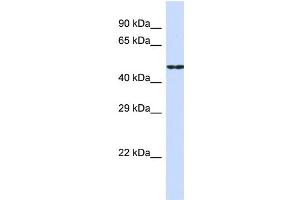 Image no. 1 for anti-Cadherin 19 (CDH19) (Middle Region) antibody (ABIN2783822)