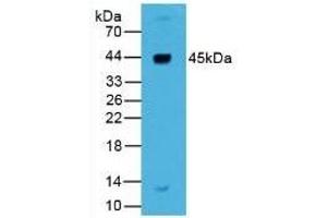 Renin antibody  (AA 67-153)