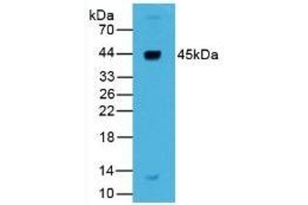 Renin 抗体  (AA 67-153)