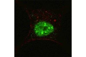 Image no. 3 for anti-Signal Transducer and Activator of Transcription 3 (Acute-Phase Response Factor) (STAT3) (pSer727) antibody (ABIN3032570)