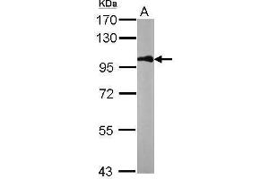Image no. 4 for anti-Catenin, beta (CATNB) (N-Term) antibody (ABIN2855042)