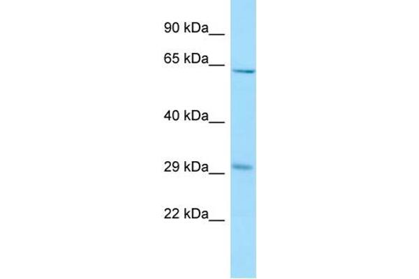 REEP3 antibody  (C-Term)