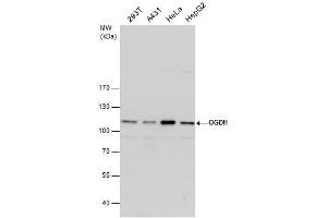 Image no. 5 for anti-alpha Ketoglutarate Dehydrogenase (alphaKGDHC) (C-Term) antibody (ABIN2856043)