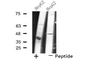 Image no. 2 for anti-Solute Carrier Family 17 (Anion/Sugar Transporter), Member 2 (SLC17A2) (N-Term) antibody (ABIN6258401)
