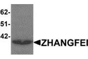 Image no. 1 for anti-CREB/ATF BZIP Transcription Factor (CREBZF) (N-Term) antibody (ABIN783399)