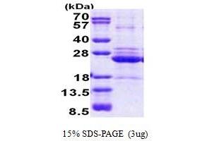 Image no. 1 for HLA Class II DO alpha (HLA-DOA) (AA 26-217) protein (His tag) (ABIN5853061)