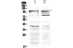 Image no. 1 for anti-Transient Receptor Potential Cation Channel, Subfamily C, Member 3 (TRPC3) (AA 718-770) antibody (ABIN5518886)