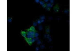 Image no. 2 for anti-Mitogen-Activated Protein Kinase 13 (MAPK13) antibody (ABIN1499954)