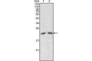 Image no. 2 for anti-Apolipoprotein M (APOM) antibody (ABIN1724661)