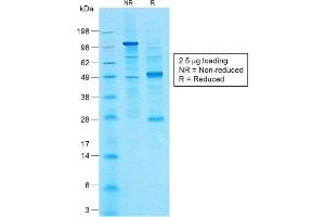 CA 19-9 antibody