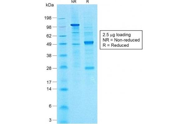 CA 19-9 antibody