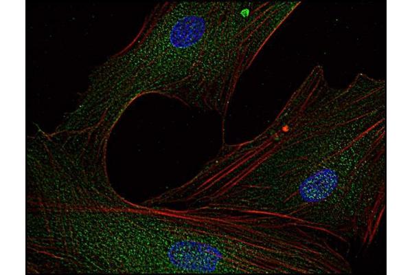FYN antibody  (AA 7-176)
