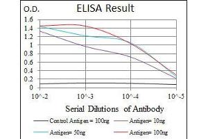 CEBPA antibody