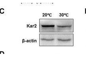 Image no. 10 for anti-Actin, beta (ACTB) (AA 1-50) antibody (ABIN724340)