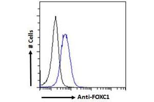 Image no. 8 for anti-Forkhead Box C1 (FOXC1) (C-Term) antibody (ABIN185028)
