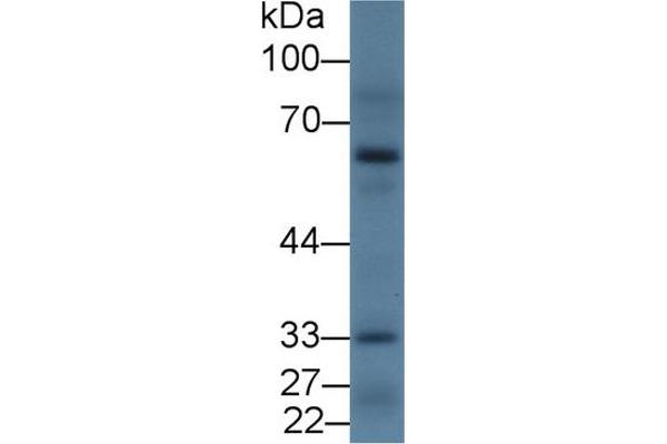 Dopamine d2 Receptor anticorps  (AA 194-421)