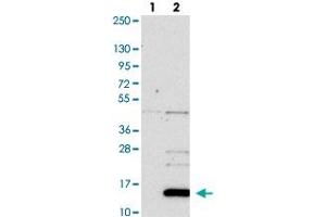 Image no. 1 for anti-Neuritin 1-Like (NRN1L) antibody (ABIN5584762)