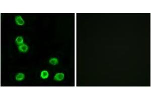 Image no. 1 for anti-G Protein-Coupled Receptor 63 (GPR63) (AA 370-419) antibody (ABIN1535748)