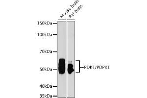 PDPK1 antibody  (AA 150-429)