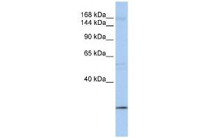Image no. 1 for anti-Ubiquitin Protein Ligase E3 Component N-Recognin 2 (UBR2) (C-Term) antibody (ABIN631224)
