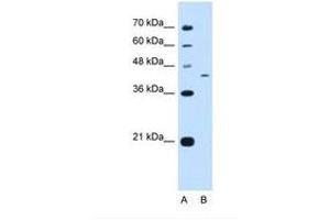 PRRC2B antibody  (AA 101-150)