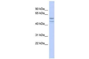 Image no. 1 for anti-Spermatogenesis and Oogenesis Specific Basic Helix-Loop-Helix 2 (SOHLH2) (Middle Region) antibody (ABIN927792)