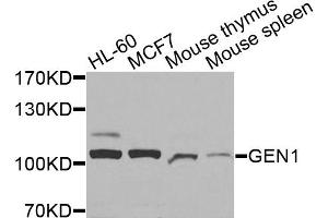Image no. 1 for anti-Gen Endonuclease Homolog 1 (GEN1) antibody (ABIN6566734)