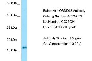 Image no. 1 for anti-ORM1-Like 3 (ORMDL3) (N-Term) antibody (ABIN2774396)