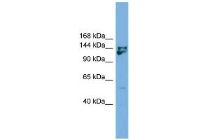 Image no. 1 for anti-Myb-Binding Protein 1A (MYBBP1A) (Middle Region) antibody (ABIN2780005)