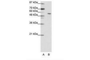 INSM2 antibody  (N-Term)