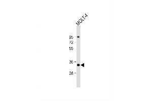 Image no. 4 for anti-ZW10 Interactor (ZWINT) (AA 59-88) antibody (ABIN390639)