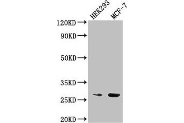 NUDT21 Antikörper  (AA 2-227)