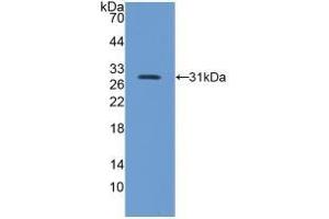 Integrin beta 5 antibody  (AA 136-378)