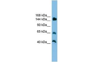 Image no. 1 for anti-Jumonji, AT Rich Interactive Domain 2 (JARID2) (Middle Region) antibody (ABIN2780036)