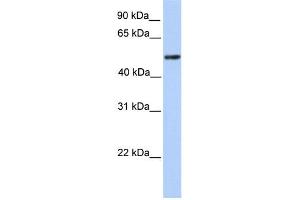 Image no. 1 for anti-Zinc Finger and BTB Domain Containing 9 (ZBTB9) (C-Term) antibody (ABIN2778525)