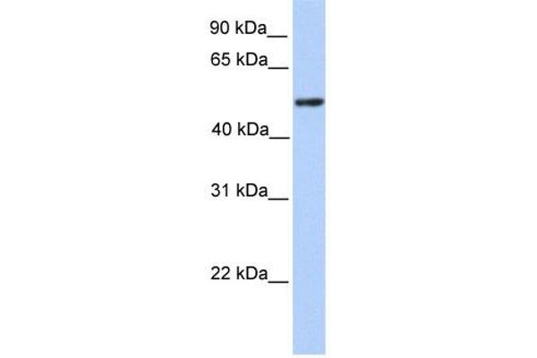 anti-Zinc Finger and BTB Domain Containing 9 (ZBTB9) (C-Term) antibody