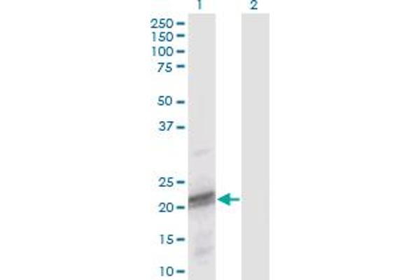 ODAM antibody  (AA 1-153)