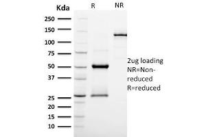 Image no. 1 for anti-Podocalyxin-Like (PODXL) (AA 310-447) antibody (ABIN6940330)